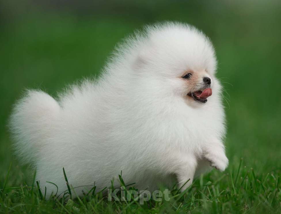 Собаки в Санкт-Петербурге: Марлекс Солар Кинг  Мальчик, 100 000 руб. - фото 2