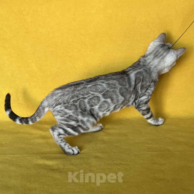 Кошки в Москве: Бенгальские серебряные котята  Девочка, Бесплатно - фото 6