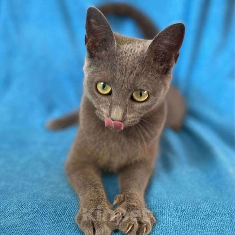 Кошки в Москве: Думушке очень нужен дом Девочка, Бесплатно - фото 4