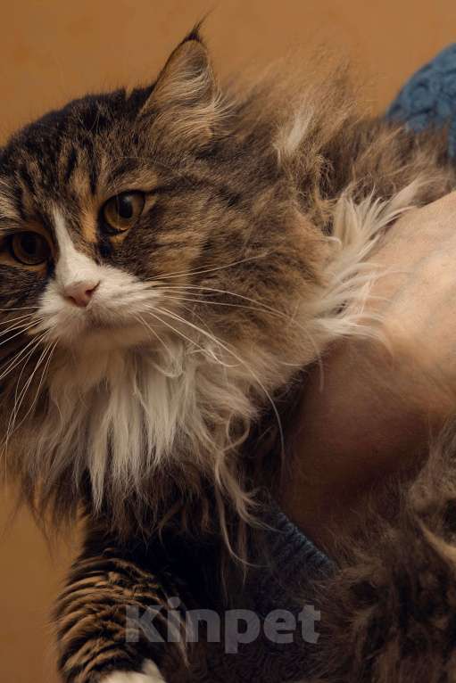 Кошки в Воронеже: Бегут года, и грусть-печаль в её глазах Девочка, 100 руб. - фото 2