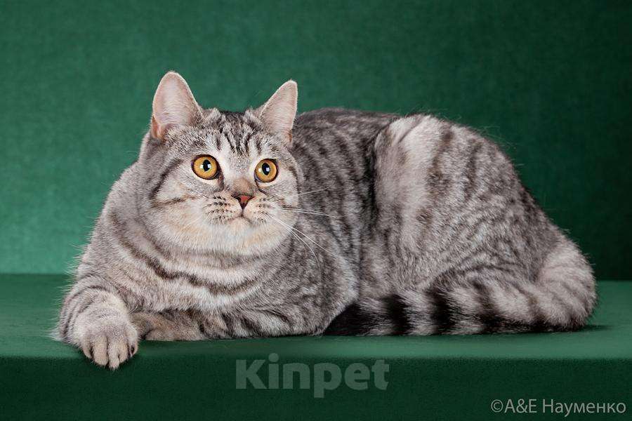 Кошки в Воронеже: Шотландский котик продается, 1 руб. - фото 1