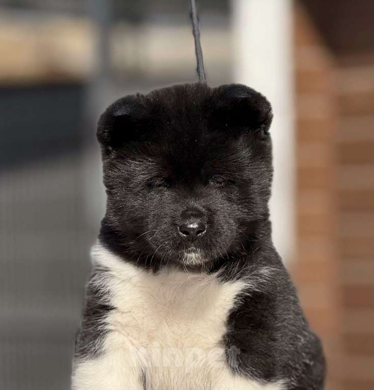 Собаки в Дубне: Щенки американской акиты Девочка, 80 000 руб. - фото 6