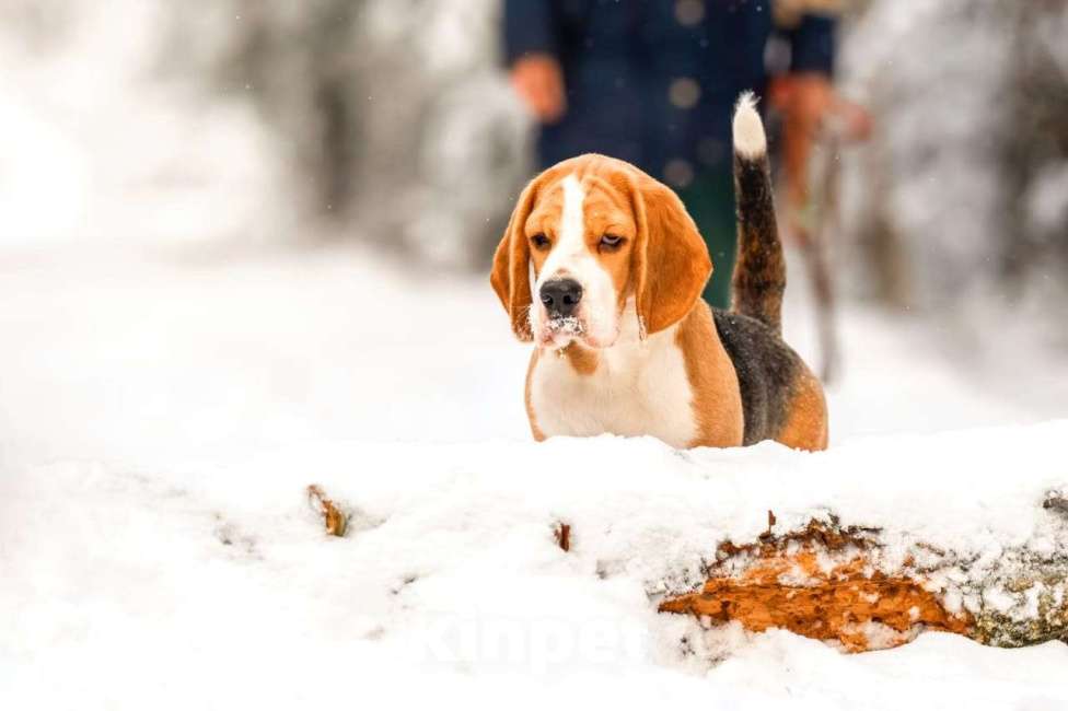 Собаки в Москве: Щенок породы бигль. Мальчик, 60 000 руб. - фото 2