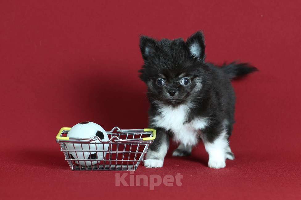 Собаки в Курске: Щенок чихуахуа Мальчик, Бесплатно - фото 4