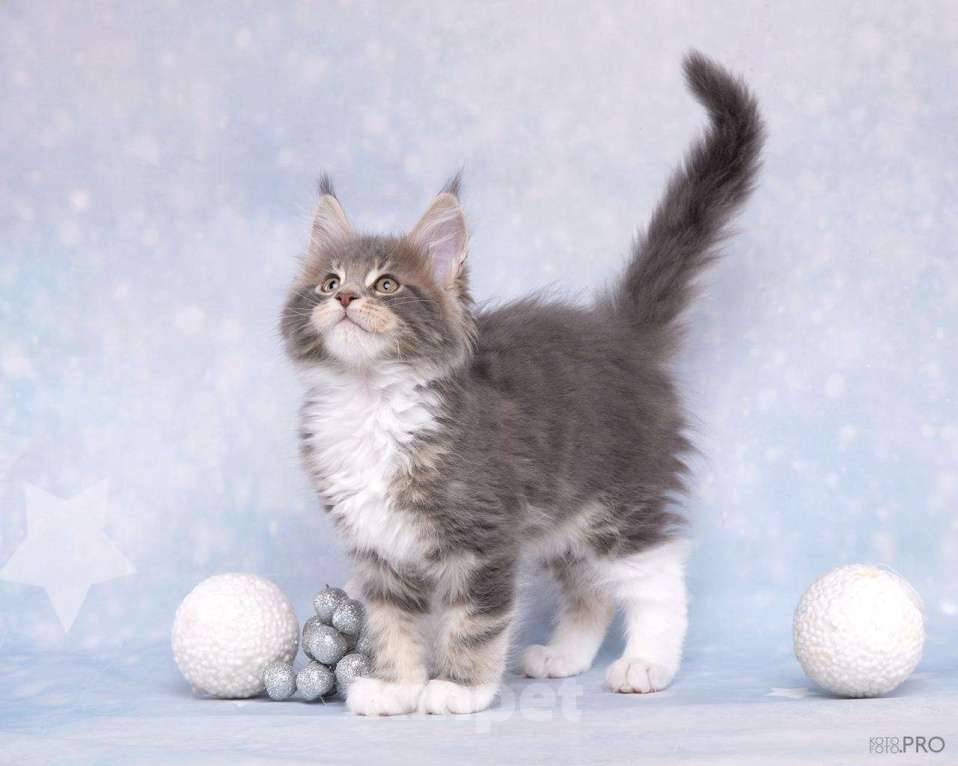 Кошки в Новосибирске: Продам кота породы Мейнкун  Мальчик, 45 000 руб. - фото 4