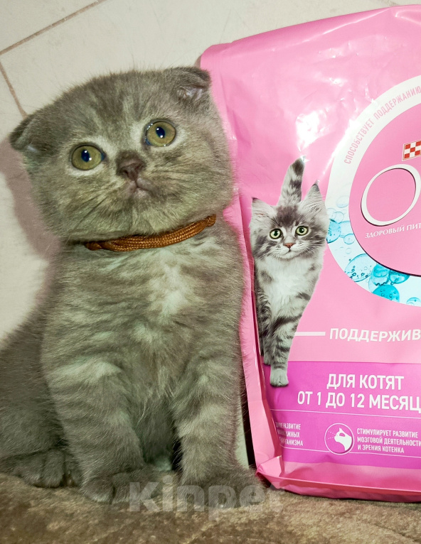 Кошки в других городах Краснодарского края: Шотландский вислоухий мальчик Мальчик, 5 000 руб. - фото 1