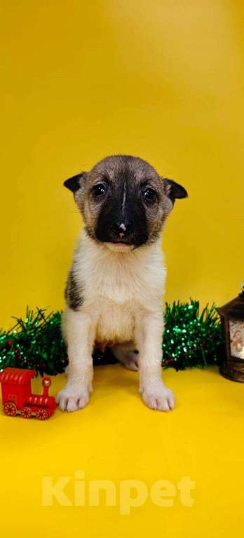 Собаки в других городах Московской области: Бель Девочка, Бесплатно - фото 1