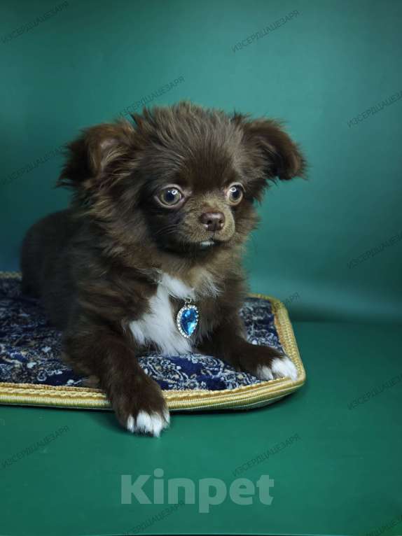 Собаки в Москве: Шоколадный мальчик Мальчик, Бесплатно - фото 2