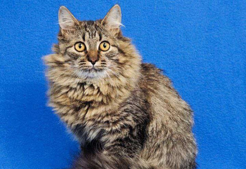 Пушистый котик Орешек ищет семью