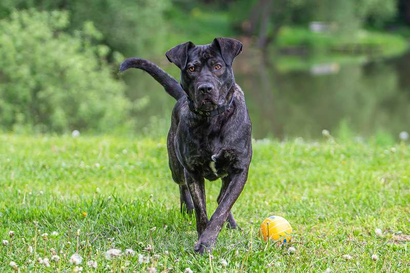 Собаки в Москве: Молодой кобель породы алано эспаньол Донни ищет дом Мальчик, Бесплатно - фото 3
