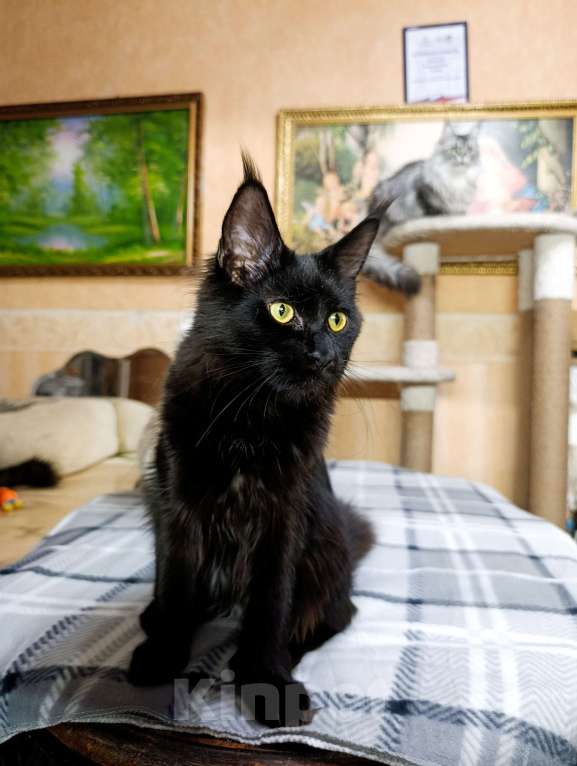 Кошки в Москве: Мейн кун девочка Девочка, 30 000 руб. - фото 3