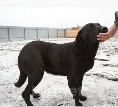 Собаки в Москве: Элис Девочка, Бесплатно - фото 2