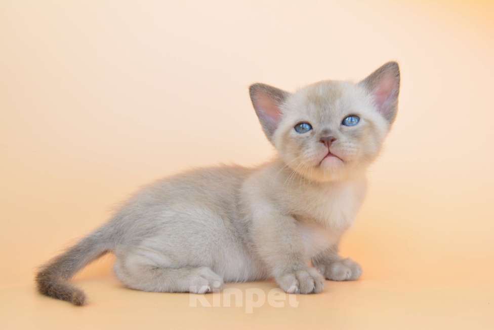 Кошки в Томске: Бурманские котята Мальчик, 50 000 руб. - фото 1