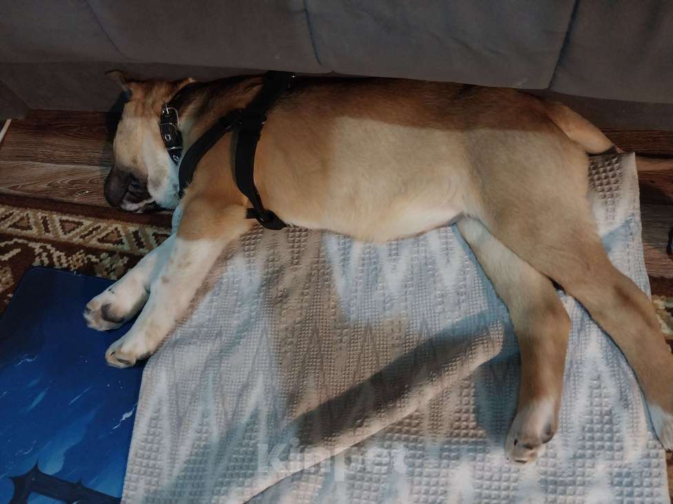 Собаки в Новом Уренгое: Продам щенка  Девочка, Бесплатно - фото 2