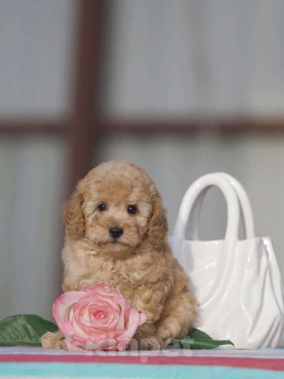 Собаки в Чехове: той пудель мальчик Мальчик, 45 000 руб. - фото 3
