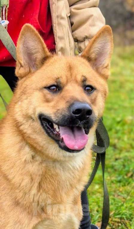 Собаки в Москве: Брутальный красавец Рич ищет хозяев! Мальчик, Бесплатно - фото 2