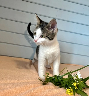 Котёнок в добрые руки