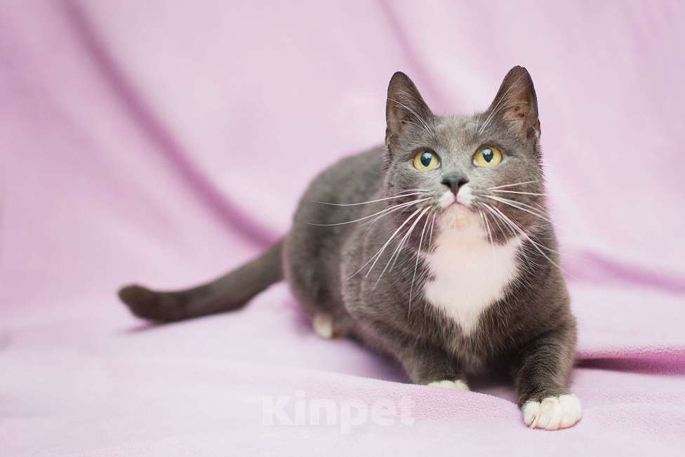 Кошки в Москве: Забавушка, кошка- нежность Девочка, Бесплатно - фото 5