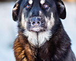 Собаки в Москве: Самый добрый пёс на свете в поисках семьи Мальчик, Бесплатно - фото 2