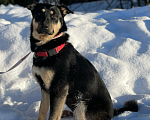 Собаки в Клине: Кола Девочка, Бесплатно - фото 6