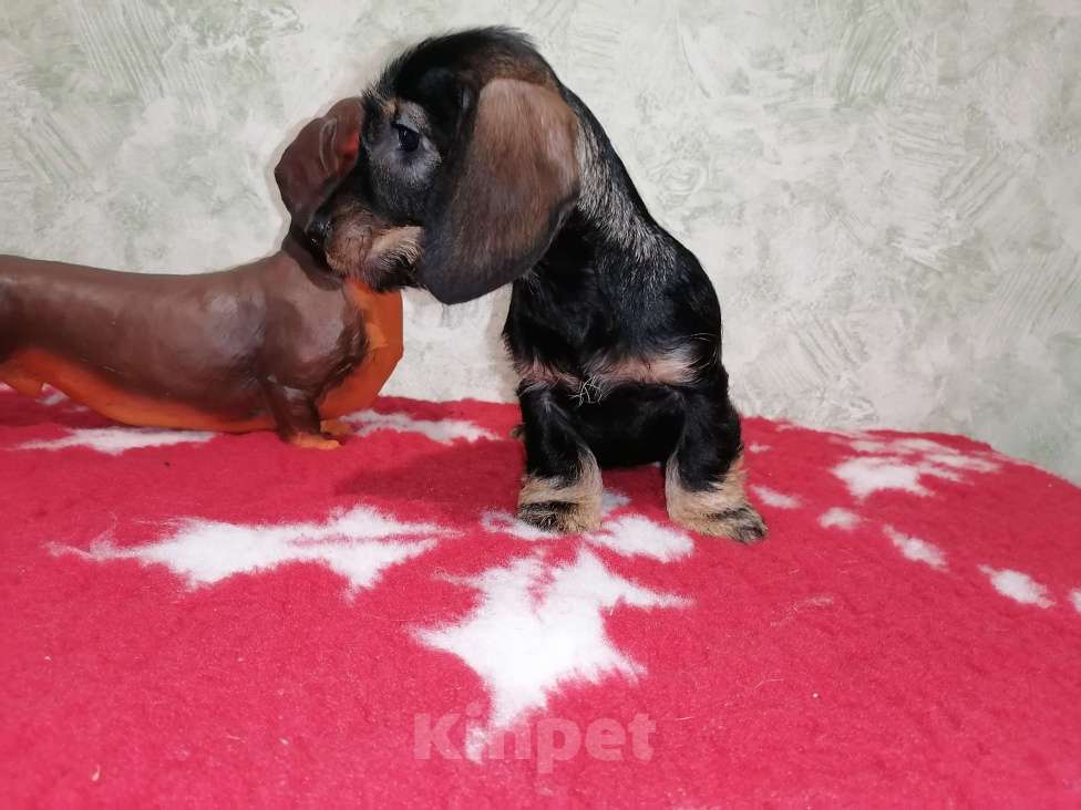 Собаки в Воронеже: Щенок таксы миниатюрной жесткошерстной   Девочка, 45 000 руб. - фото 2