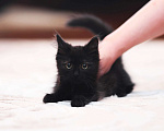 Кошки в Одинцово: котята  в добрые руки Девочка, 10 руб. - фото 2