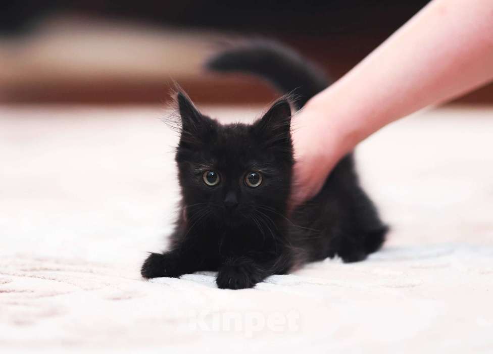 Кошки в Одинцово: котята  в добрые руки Девочка, 10 руб. - фото 2