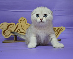 Кошки в Москве: Серебристый мраморный мальчик Мальчик, 60 000 руб. - фото 8