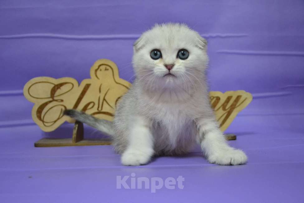 Кошки в Москве: Серебристый мраморный мальчик Мальчик, 60 000 руб. - фото 8