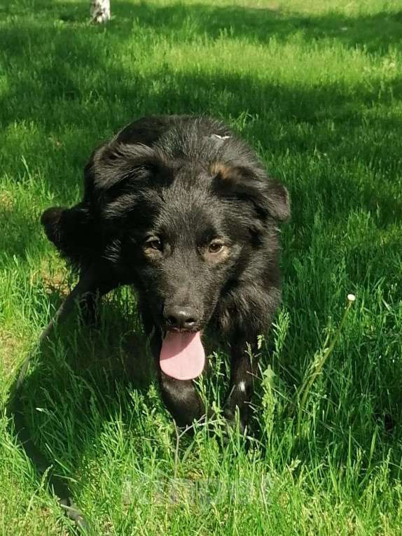 Собаки в Москве: Милый пушистый Коржик ищет семью Мальчик, Бесплатно - фото 5