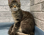 Кошки в Ставрополе: Мейн-кун Белка (питомник Iron Claw г.Ставрополь) Девочка, 35 000 руб. - фото 6