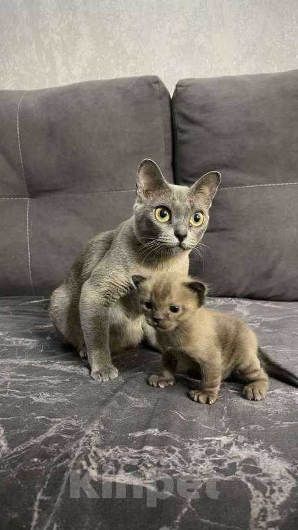 Кошки в Красноярске: Европейский бурманский котенок Мальчик, 35 000 руб. - фото 1