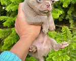 Собаки в Москве: Лиловый красавец чихуахуа💜 Мальчик, Бесплатно - фото 6