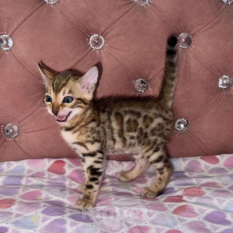 Кошки в Уфе: Бенгальские чистокровные котята Девочка, 15 000 руб. - фото 3
