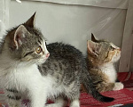 Кошки в Краснодаре: Котенок в добрые руки Девочка, Бесплатно - фото 3