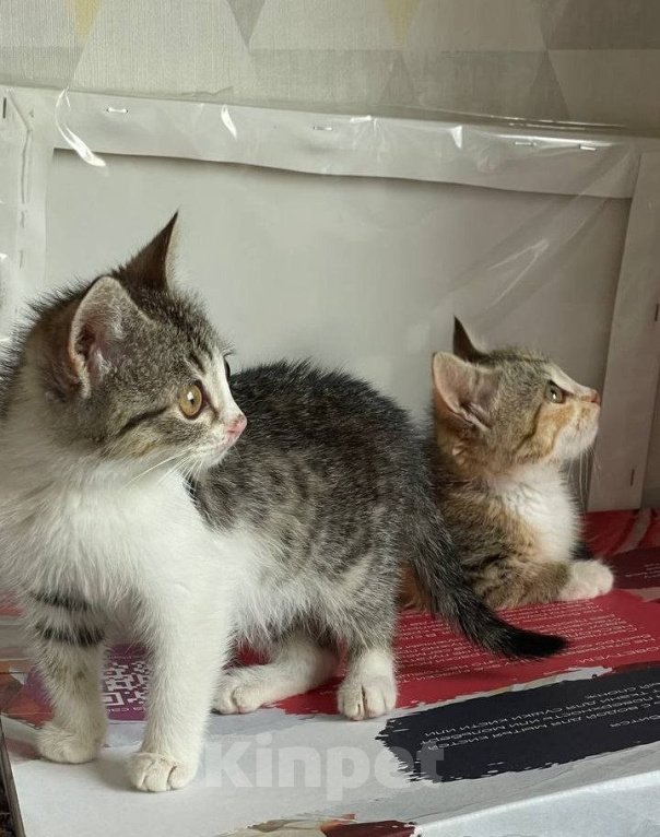 Кошки в Краснодаре: Котенок в добрые руки Девочка, Бесплатно - фото 3