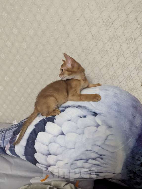 Кошки в Москве: Девочка сорель Девочка, 35 000 руб. - фото 4