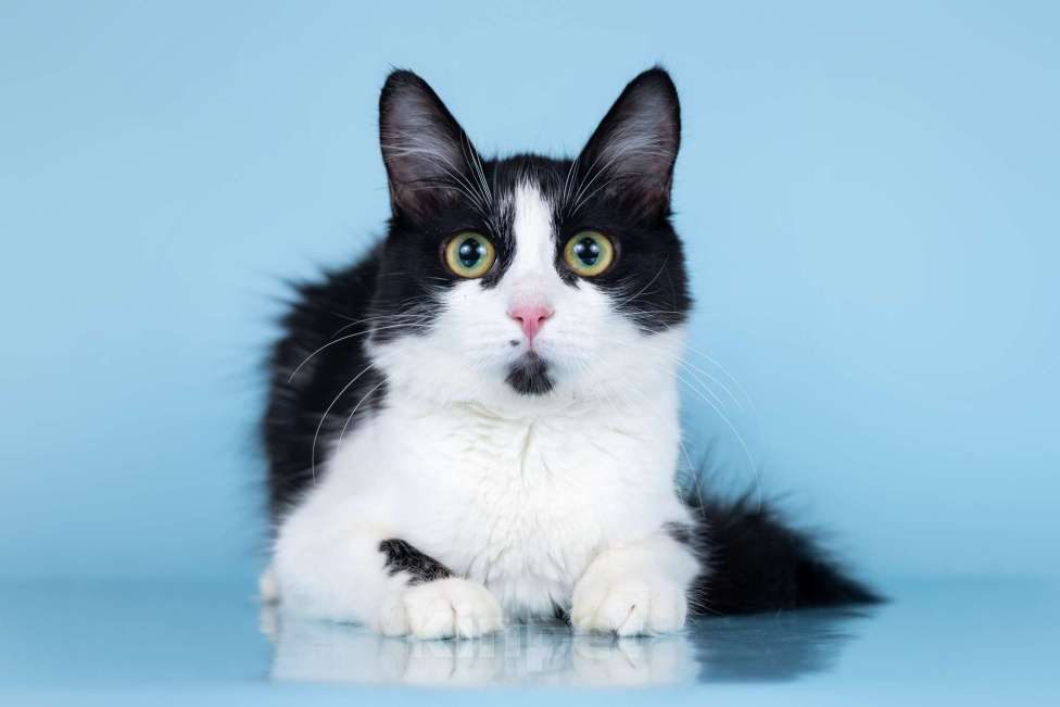 Кошки в Москве: Кошечка Ника в добрые руки Девочка, Бесплатно - фото 1