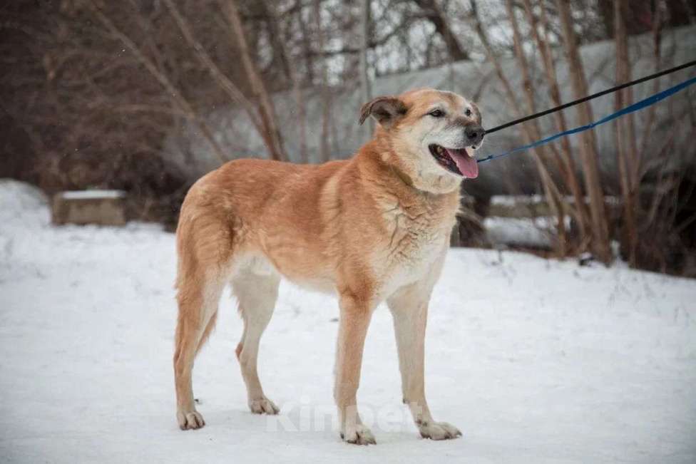 Собаки в Москве: Томми Мальчик, Бесплатно - фото 4