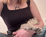 Кошки в Ставрополе: Отдам кошечку в добрые руки Девочка, Бесплатно - фото 3
