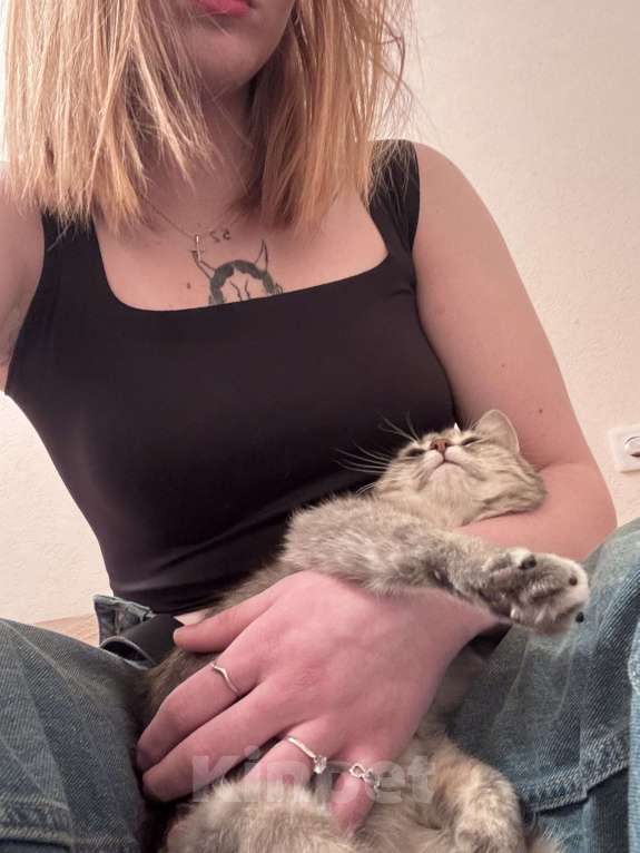 Кошки в Ставрополе: Отдам кошечку в добрые руки Девочка, Бесплатно - фото 3