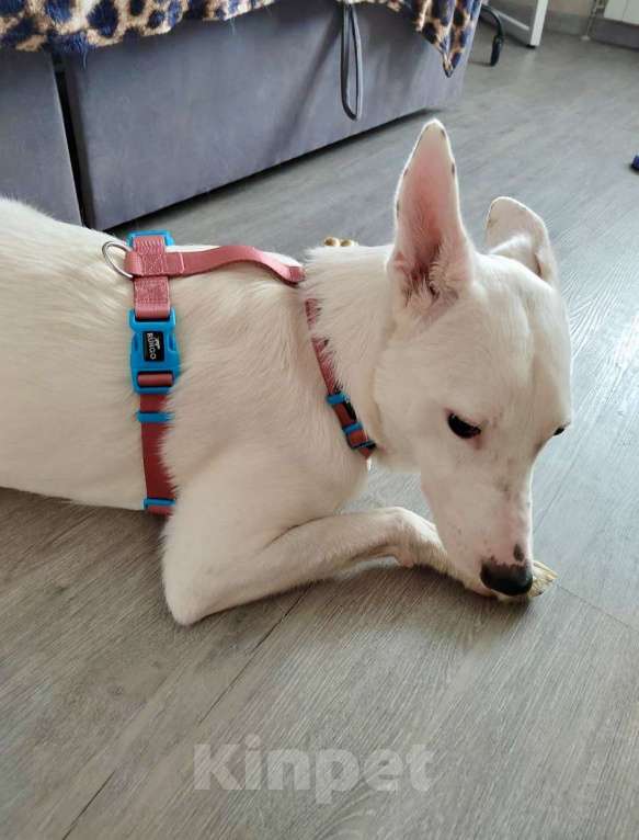 Собаки в Москве: Ласковый Арчи ищет дом Мальчик, Бесплатно - фото 4