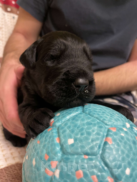 Собаки в Химках: Русский черный терьер, щенки  Девочка, 65 000 руб. - фото 5