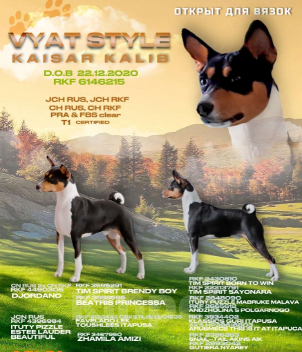 Собаки в Череповце: Щенки басенджи 15.01.2026 Девочка, Бесплатно - фото 5