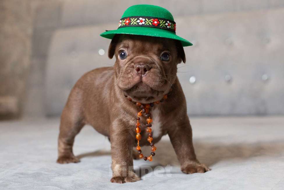 Собаки в Москве: Французский бульдог, щенок Мальчик, 70 000 руб. - фото 4