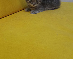 Кошки в Курске: Котенок Вася Мальчик, Бесплатно - фото 2