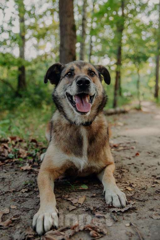 Собаки в Москве: Амулет Мальчик, Бесплатно - фото 8