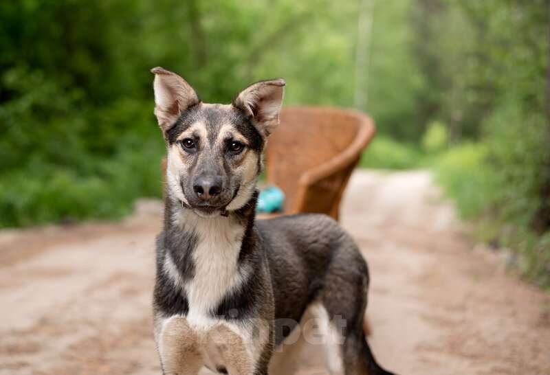 Собаки в Москве: Киви — друг, который умеет быть рядом Мальчик, Бесплатно - фото 6