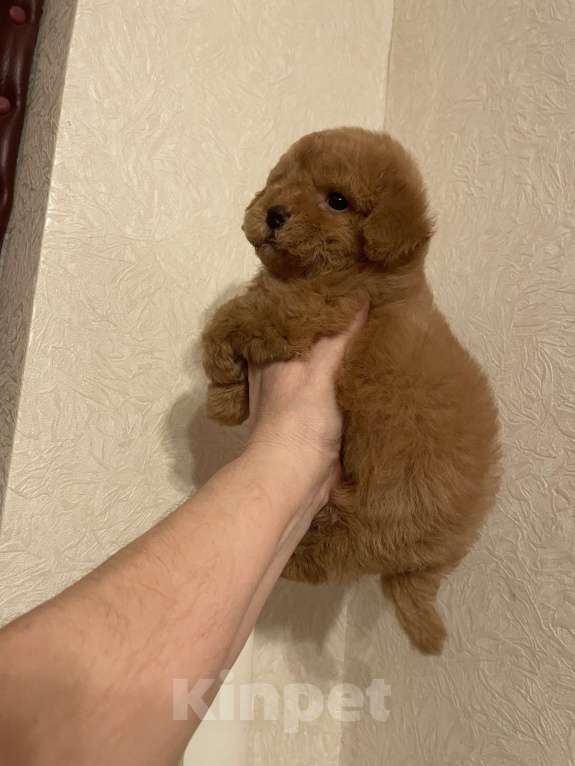 Собаки в Москве: Мини девочка мальтипу Девочка, 55 000 руб. - фото 6