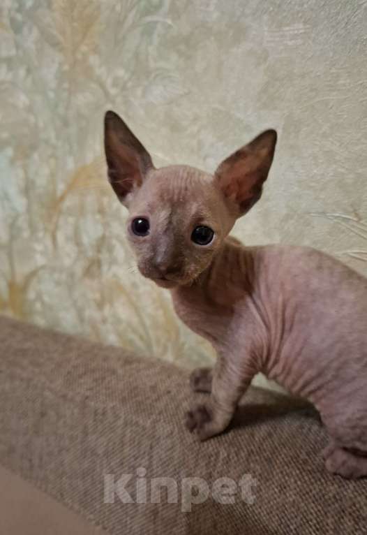 Кошки в Москве: Чистопородные малыши. Девочка, 25 руб. - фото 3